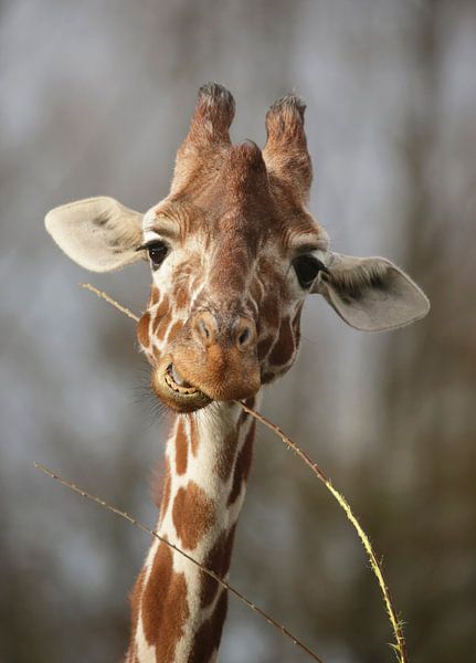 Giraffe von Frank Smedts