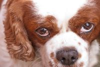 Cavalier King Charles