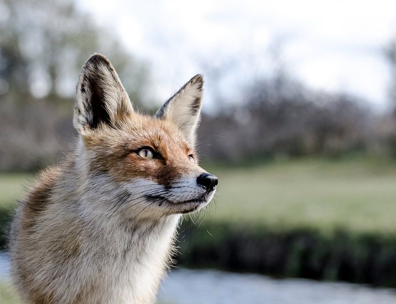 Vos Amsterdamse waterleidingduinen par Annemarie Winkelhagen