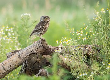 Steinkauz von Patrick Scholten