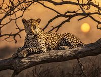 Leopard in a tree at sunset