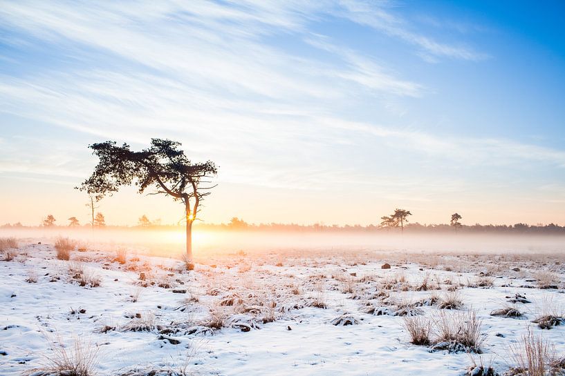 Schneelandschaft von Thomas van der Willik