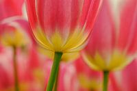 Tulpe rosa -Gelb 2025