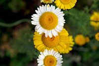 marguerites jaunes et blanches