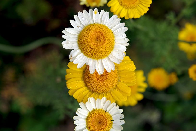 yellow and white daisies by cuhle-fotos