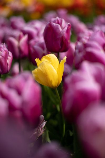 Tulpen von Lauw Design & Photography