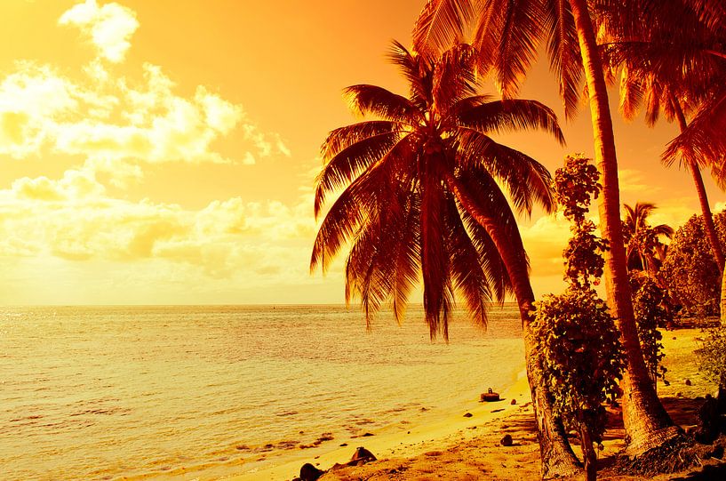 Tropical sunset with beach and palm trees by iPics Photography