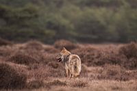 Runaway wolf on the Veluwe among the moors