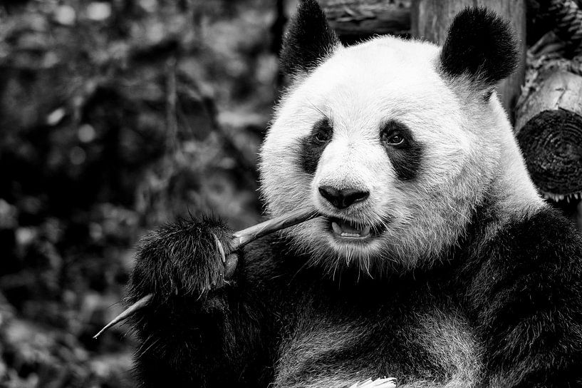 Manger du panda en Chine par Michael Bollen