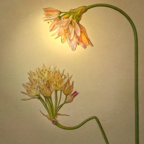 Unterschlupf von Marie Stas