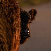 Veau des Highlands écossais curieux à l'heure dorée