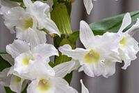 Orchidée blanche musquée dendrobium