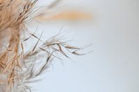 Makrofoto eines schönen getrockneten Blumenzweigs in schönen Naturtönen