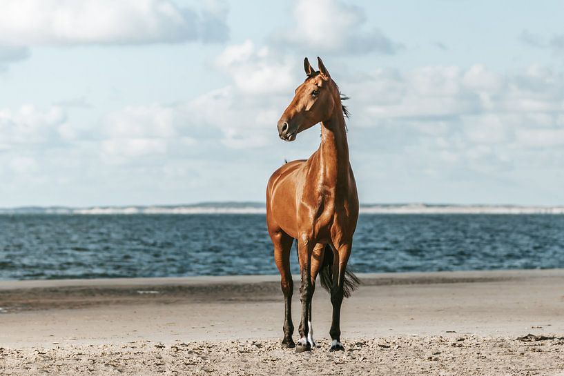Brown horse portrait on beach by Shirley van Lieshout