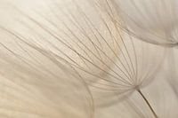 Pluizenbol, Gele morgenster