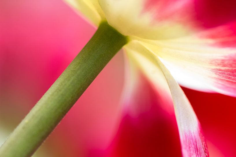 Commerce des tulipes par Ramon Bovenlander