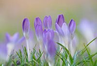 Crocus