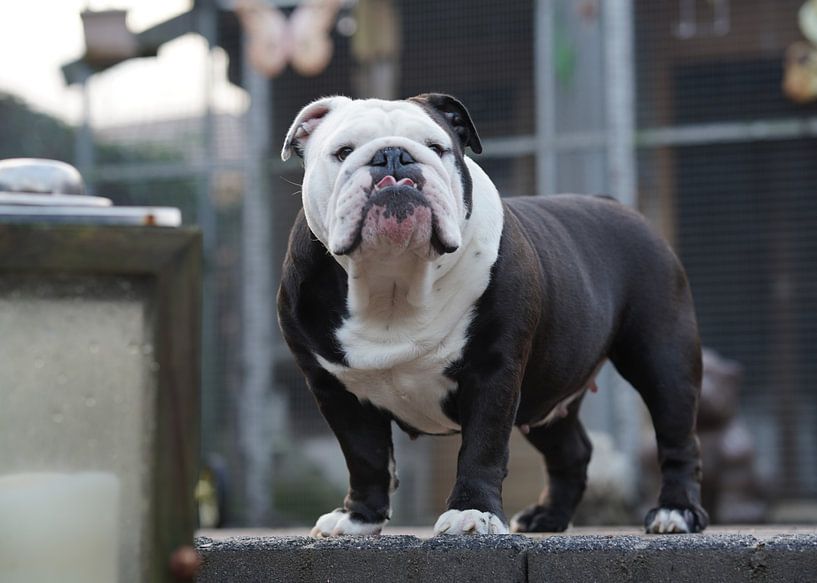 Englische Bulldogge auf der Hut von F. van extergem