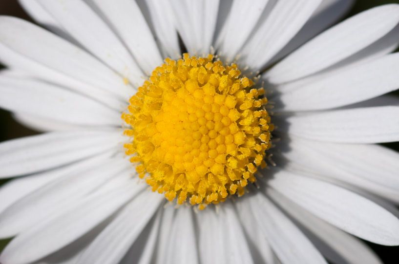 Daisy by Anita van Hengel