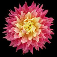 Dahlia 'Omega