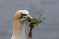 Jan-van-gent met nestmateriaal