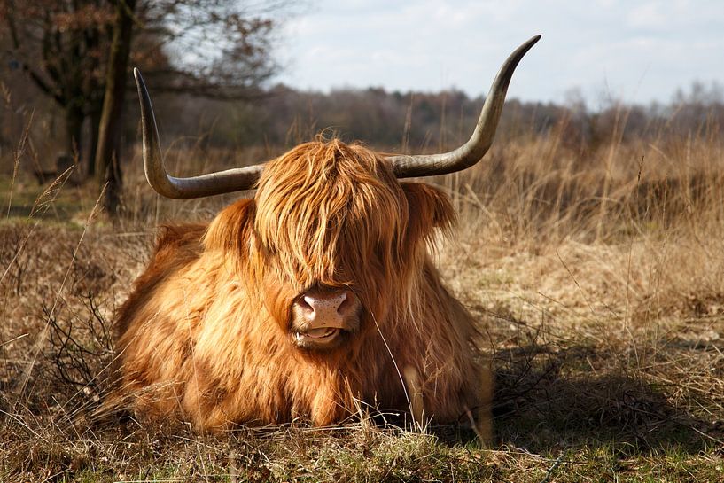 Schottischer Highlander von Hilda booy