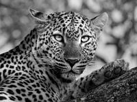 The intense gaze of a leopard