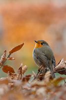 Niedliches Rotkehlchen