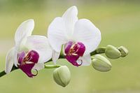  orchid
