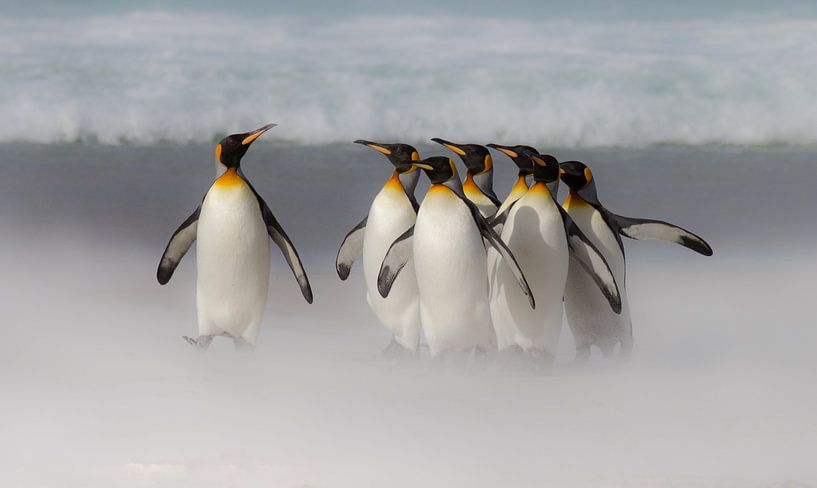 Kings von Claudia van Zanten