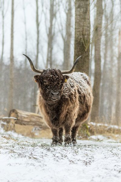 Highlander écossais dans la neige par Maria-Maaike Dijkstra