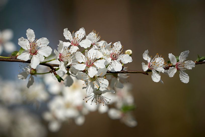 Flowers of a rock cherry, Prunus mahaleb by Heiko Kueverling