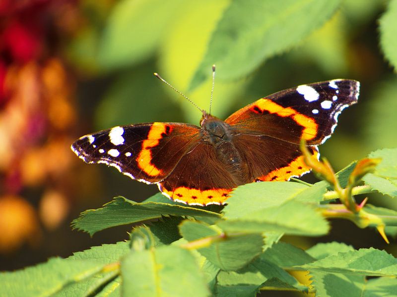 Praal by Eduard Lamping