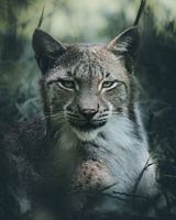 portrait lynx
