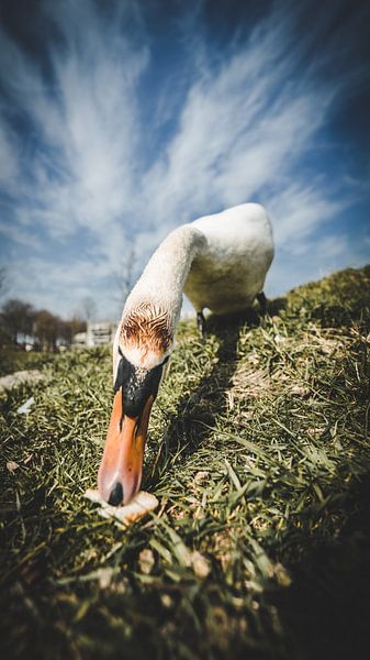 Schwan von Bjorn Brekelmans