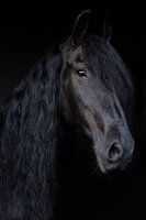 Friesian Horse