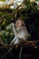 Niedliches Affenbaby in Balis grüner Umgebung
