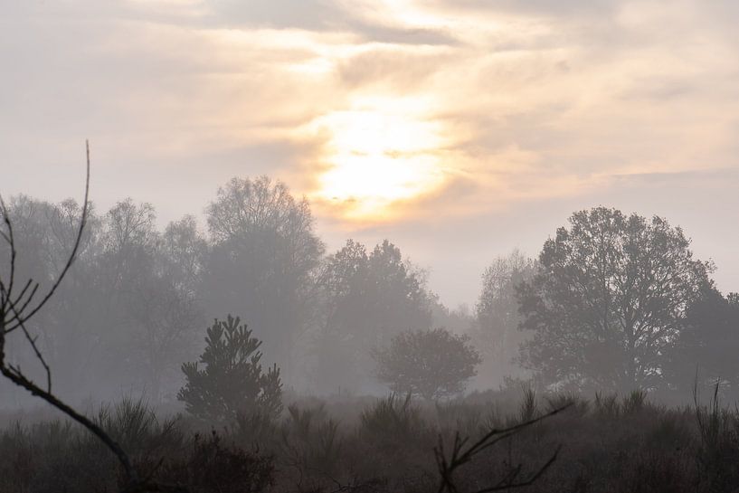 nebliger Morgen auf der Heide von Tania Perneel