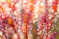 Farbenprächtige Pracht aus der Familie der Sonnentaugewächse.