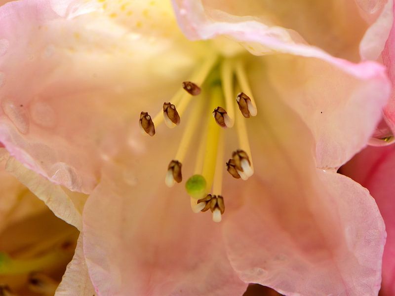 Les étamines d&#039;une fleur de rhododendron par Gerard de Zwaan