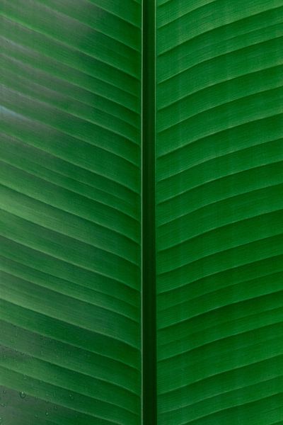 Leuchtend grüne Blätter von Simone Neeling