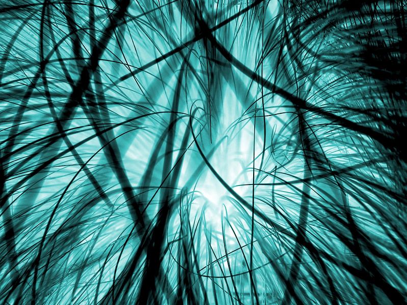 Verwobene Grashalme in anderem Licht - blau von mekke