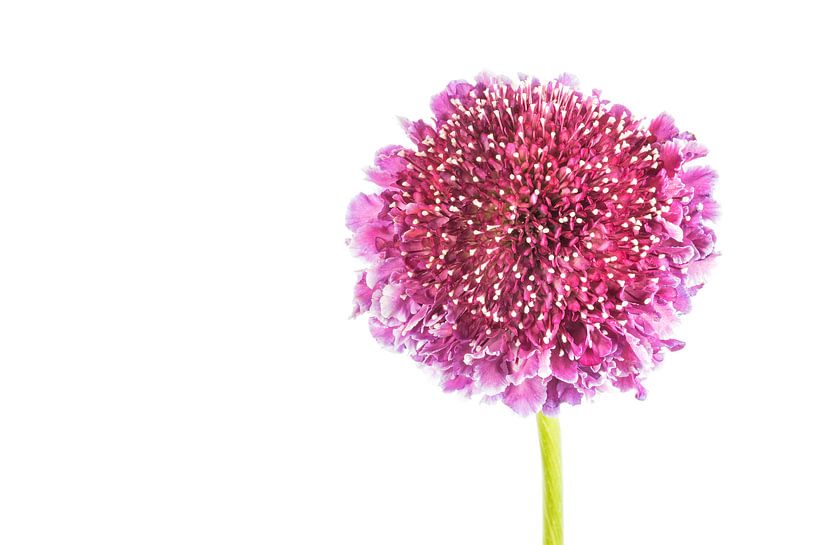 Scabious with a white background by Carola Schellekens