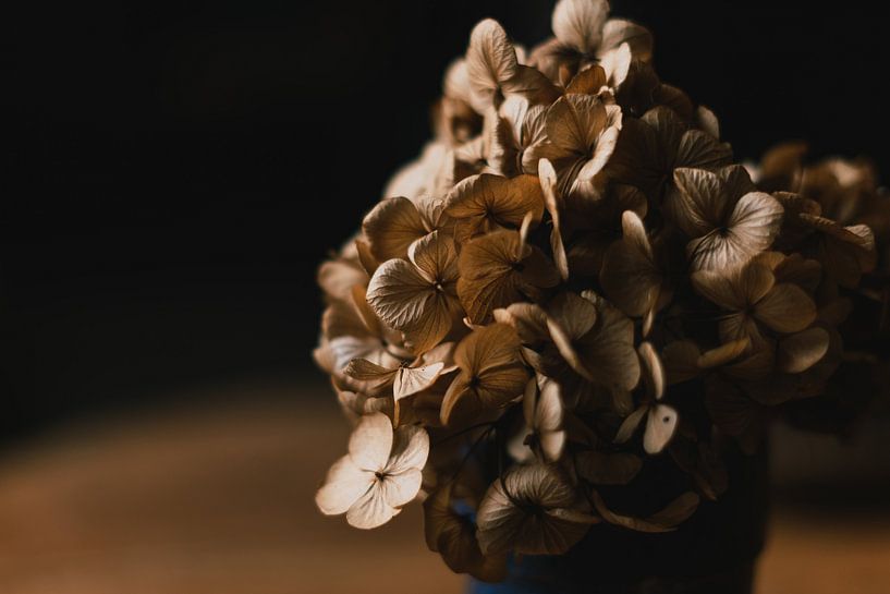 Blume von Mêgan Nauta