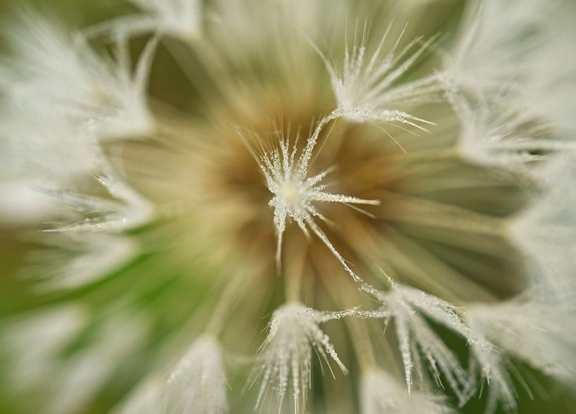Dandelion Parachute Abstract by Iris Holzer Richardson
