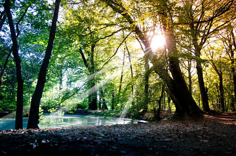De ondergaande zon in het bos von Hanneke van Buuren