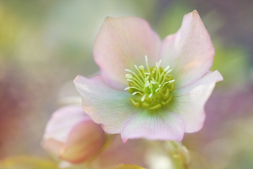 Helleborus dreams..... von LHJB Photography