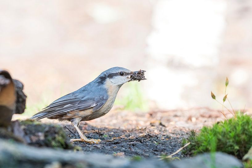 Sittelle dans la forêt. par Merijn Loch