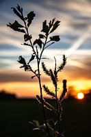 Sonnenuntergang Markelo.