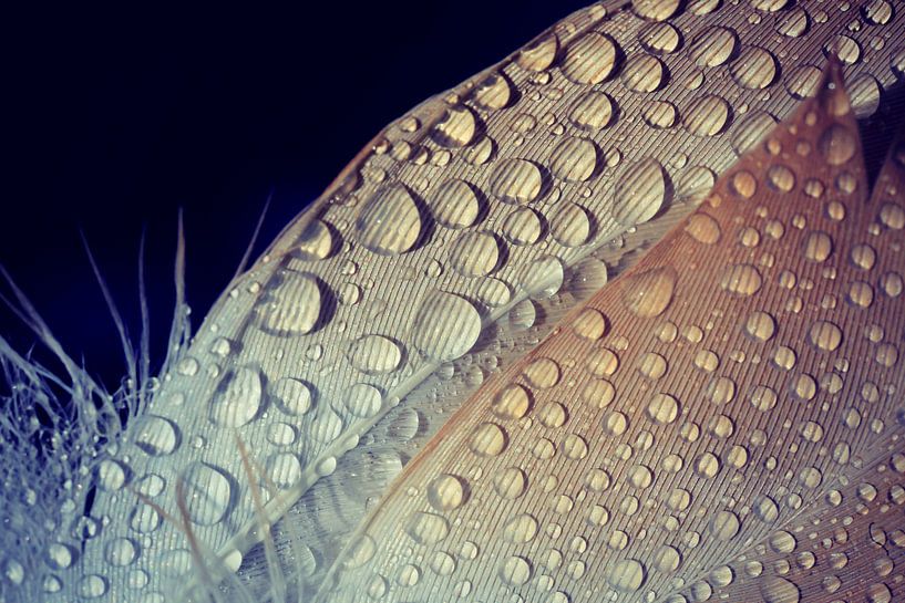 des gouttes sur les plumes...  par Els Fonteine